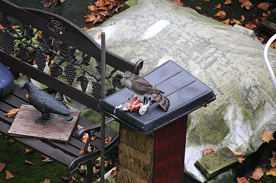 Sparrowhawk with a pigeon as pray