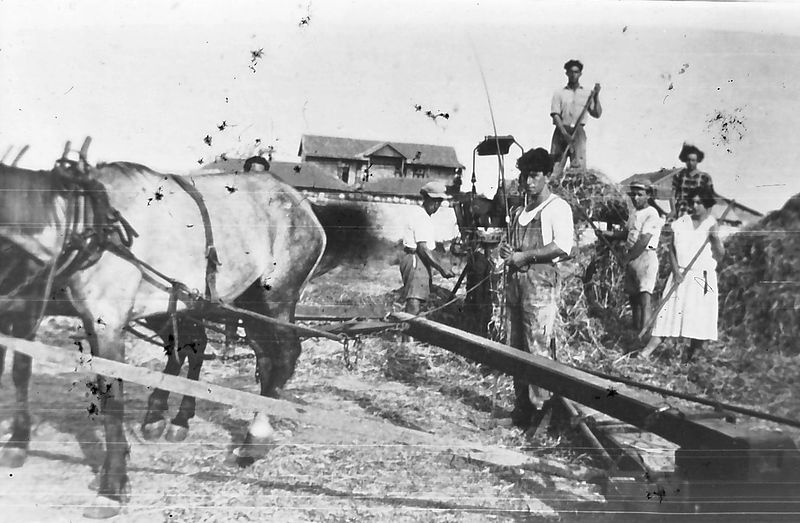 File:PikiWiki Israel 8391 Threshing grain in 1925.jpg