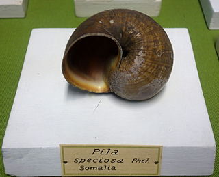 <i>Pila speciosa</i> Species of gastropod