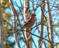 Thumbnail for File:Pine grosbeak.png