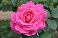 2011-04-17T04:50:47Z : user:Jacob.jose : File:Pink Peace YR.AARS1974 Hybrid Tea 003.jpg