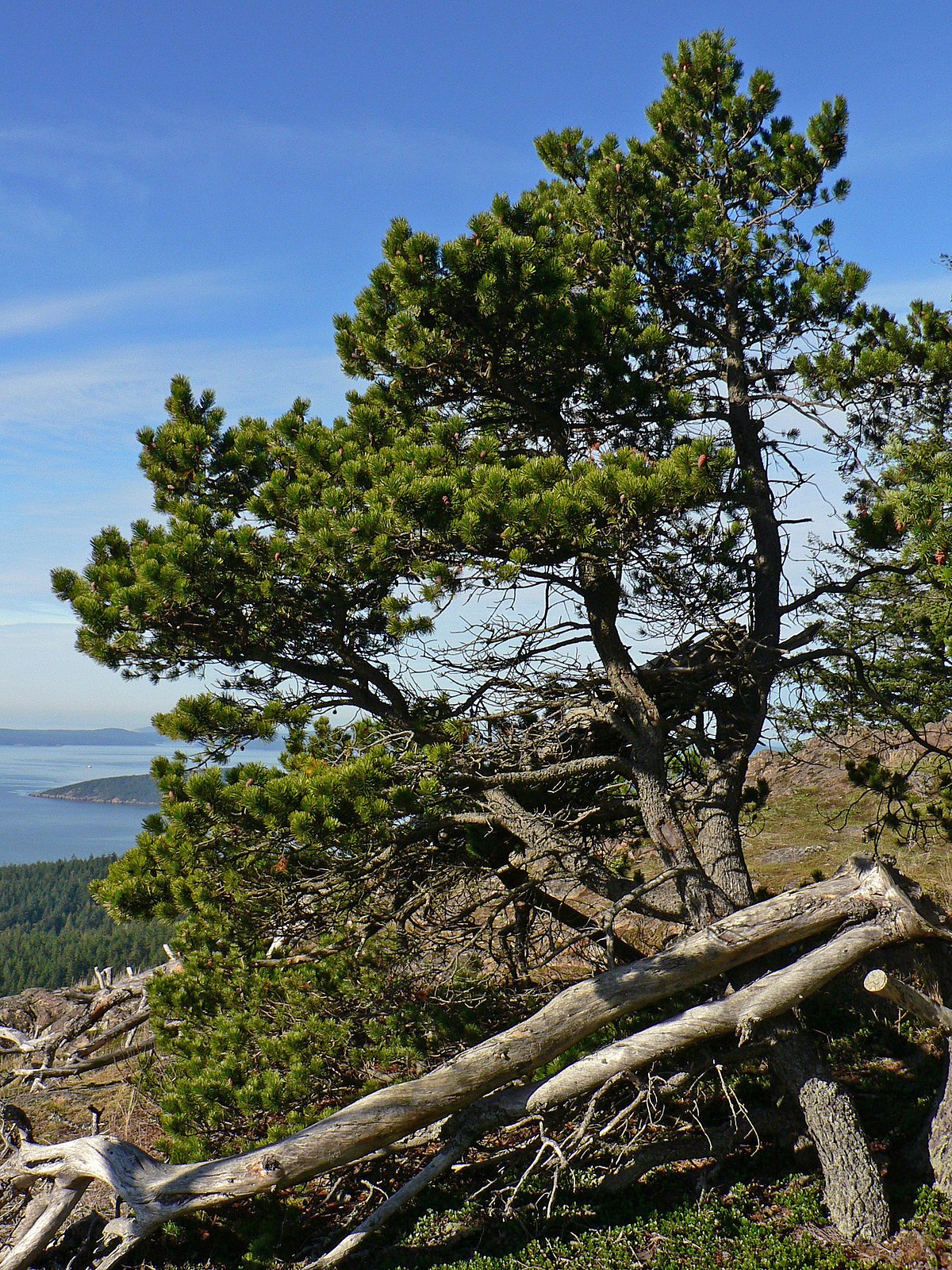 Pinus contorta - Wikipedia