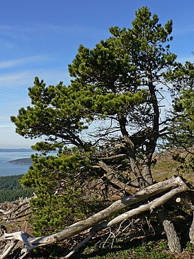 Klitfyr (Pinus contorta ssp. contorta)