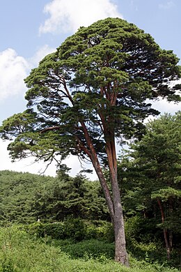 japán erdeifenyő Damyang-ban Korea