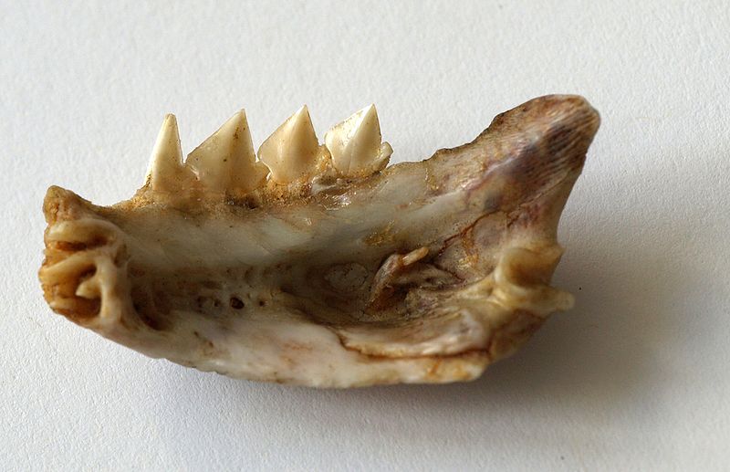 File:Piranha.jaw.jpg