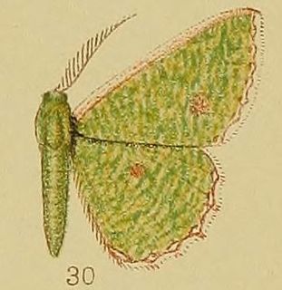 <i>Euproutia</i> Genus of moths