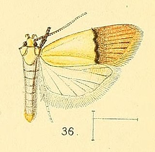 <i>Odites natalensis</i> Species of moth