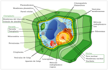 Célula eucariota - Wikipedia, la enciclopedia libre