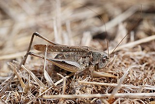 <i>Platycleis grisea</i> Species of cricket-like animal