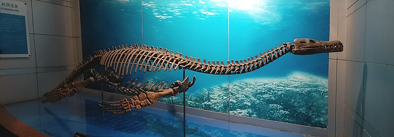 File:Plesiosaur蛇颈龙类.jpg