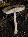 Pluteus readiarum