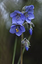 Thumbnail for Polemonium acutiflorum