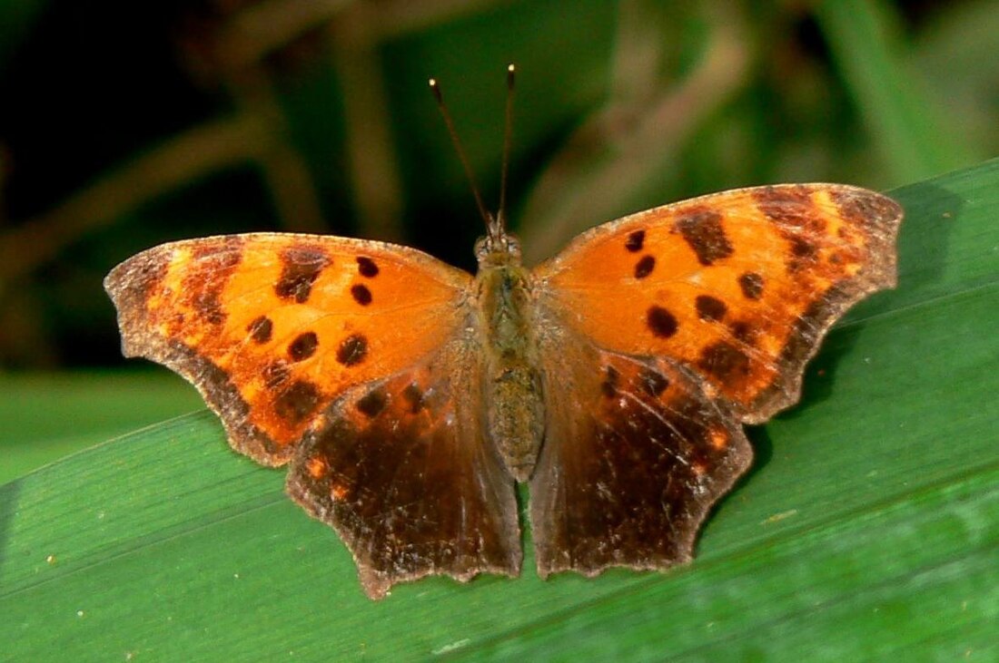 File:Polygonia comma.jpg