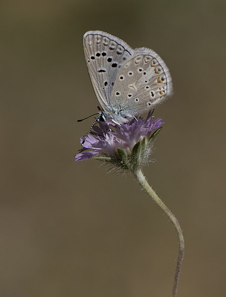 File:Polyommatus cornelius - Çokgözlü Küçük Turan Mavisi 12-2.jpg