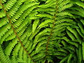 Heuguèra (Polystichum setiferum)