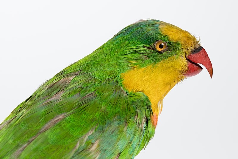 File:Polytelis swainsonii (Superb Parrot) (48719576568).jpg