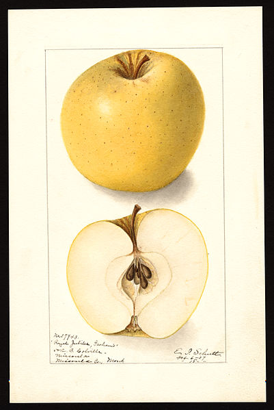 File:Pomological Watercolor POM00000880.jpg