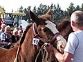 * Nomination Breton foal at contest, brittany, France. --Tsaag Valren 23:37, 2 November 2017 (UTC) * Decline  Oppose The crop right and bottom is IMHO too tight, and the sky is overexposed (but not blown). --C messier 17:33, 7 November 2017 (UTC)