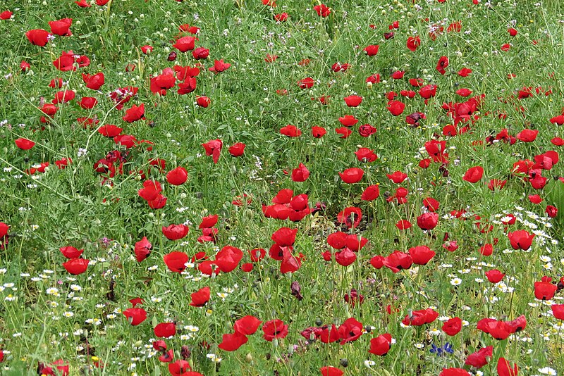 File:Poppies in Kfar Nin, Israel 08.jpg