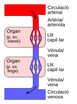 Miniatura per Sistema venós portal