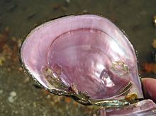 Potamilus ohiensis - pink papershell mussel - Marais des Cygnes River - US - 2011.jpg