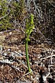 Prasophyllum colensoi New Zealand - Canterbury Tekapo