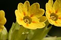 Prvosenka jarní (Primula veris), detail květu