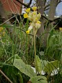 Primula veris