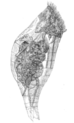 Thumbnail for Epiphanes (rotifer)