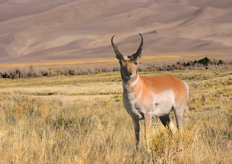 File:Pronghorn, Dunes in Background (17382067532).jpg