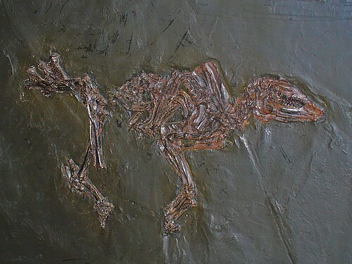 Propalaeotherium messelense