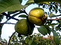 Guava (ripe and raw on tree)