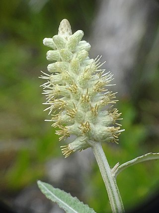 <i>Pterocaulon pycnostachyum</i> Species of plant