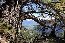 Blick vom Schneeberg (Nähe Herminensteig und Höhe nördlicher Grafensteig) Richtung Nordost/Puchberg