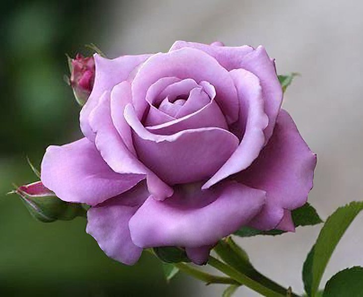 File:Purple Rose (50071137588).jpg