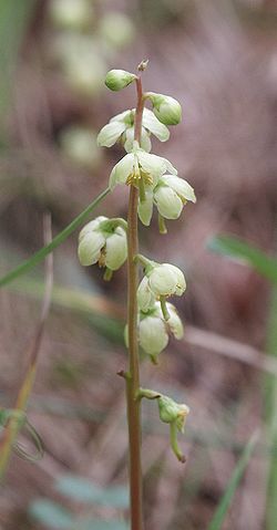 Pyrola chlorantha 260507. jpg