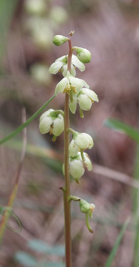 Pyrola chlorantha