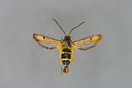 Pyropteron minianiformis