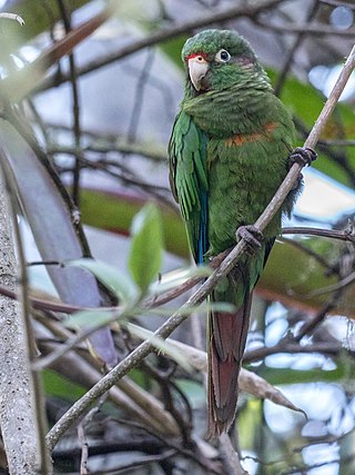 <span class="mw-page-title-main">Santa Marta parakeet</span> Species of bird
