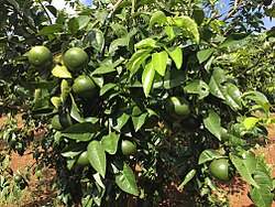 Tangerines, common in Nghệ An province