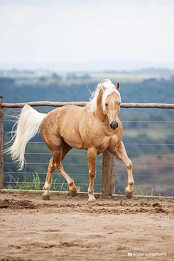 Palomino (robe)