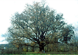 Дуб белый. Взрослое дерево. Штат Огайо, США