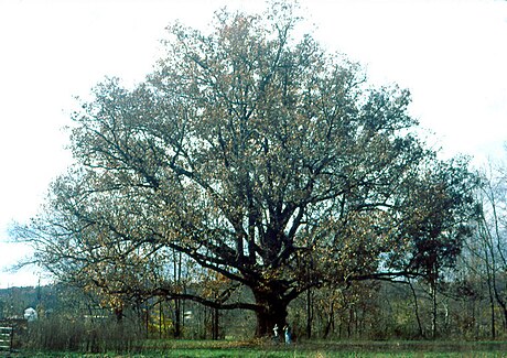 Quercus alba