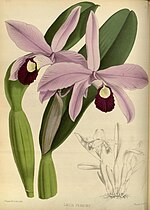 Миниатюра для Файл:R. Warner &amp; B.S. Williams - The Orchid Album - volume 02 - plate 060 (1883).jpg