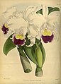 Cattleya trianae (as syn. Cattleya trianae var. dodgsonii) Plate 249 in: R.Warner - B.S.Williams: The Orchid Album (1882-1897)