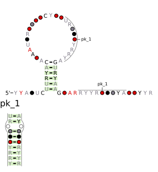 <span class="mw-page-title-main">Coronavirus 3′ UTR pseudoknot</span>