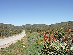 Aloe plants along the R330 near Hankey RSA-R330-001.jpg