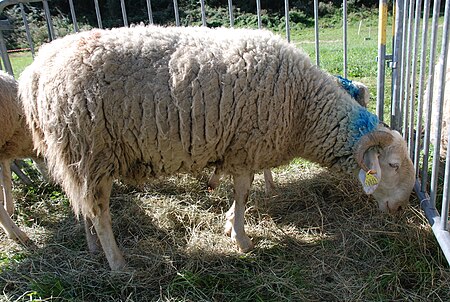 Cừu Lourdaise