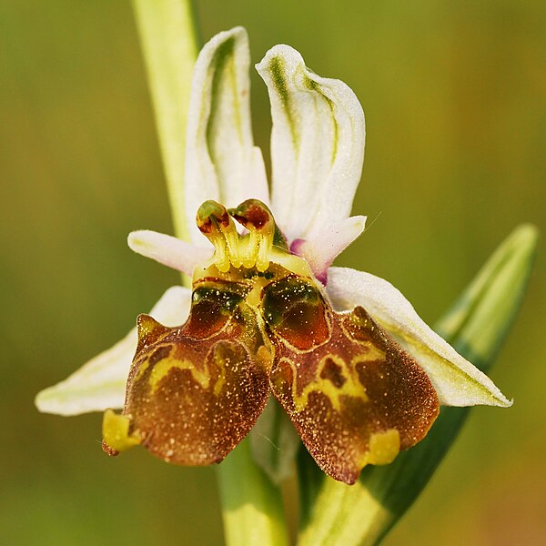 Mutation with double bloom in the Langheck Nature Reserve near Nittel, Germany