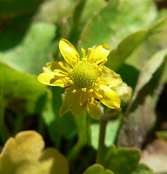 Ranunculus cymbalaria 5.jpg